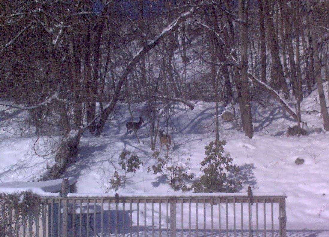 [Deer+Snow.jpg]