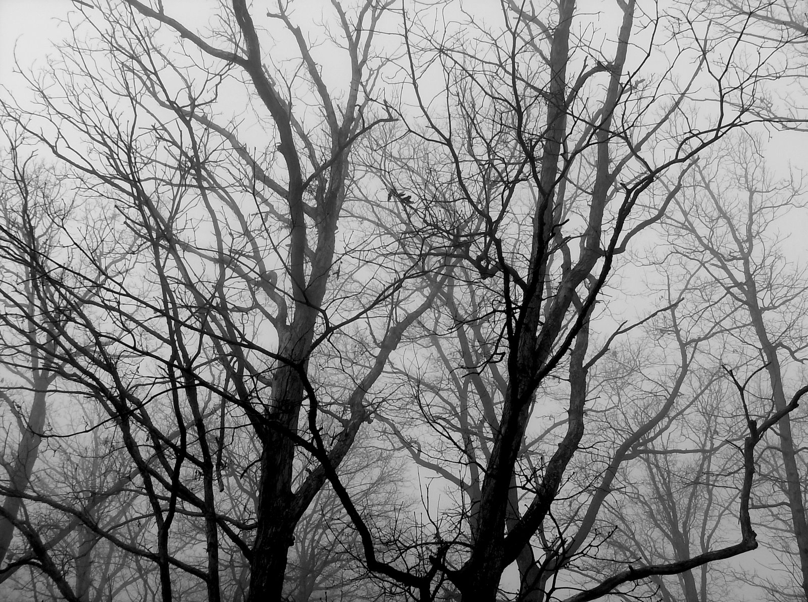 [foggy+trees.jpg]