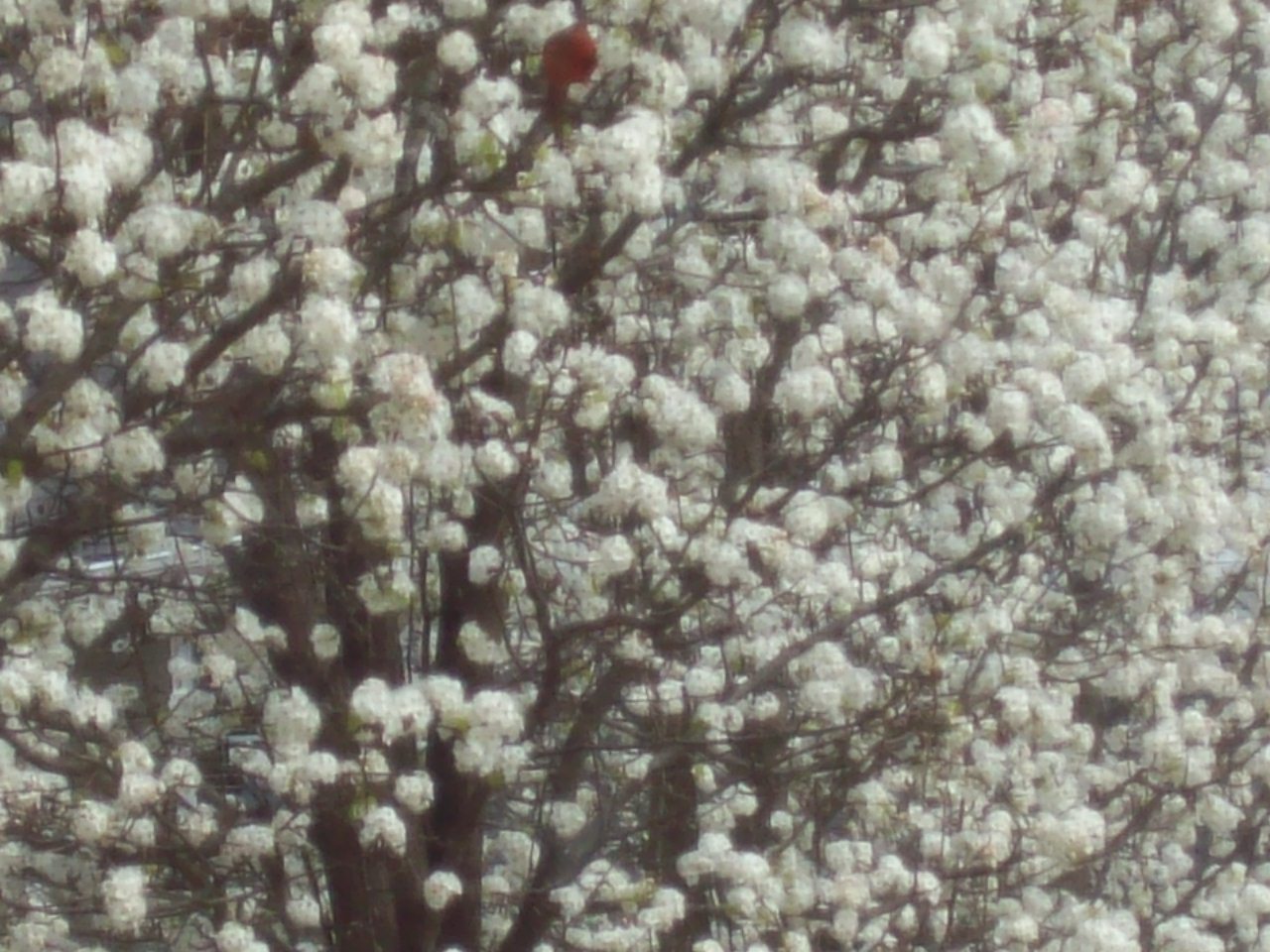 [First+sight+cardinal+in+tree.jpg]
