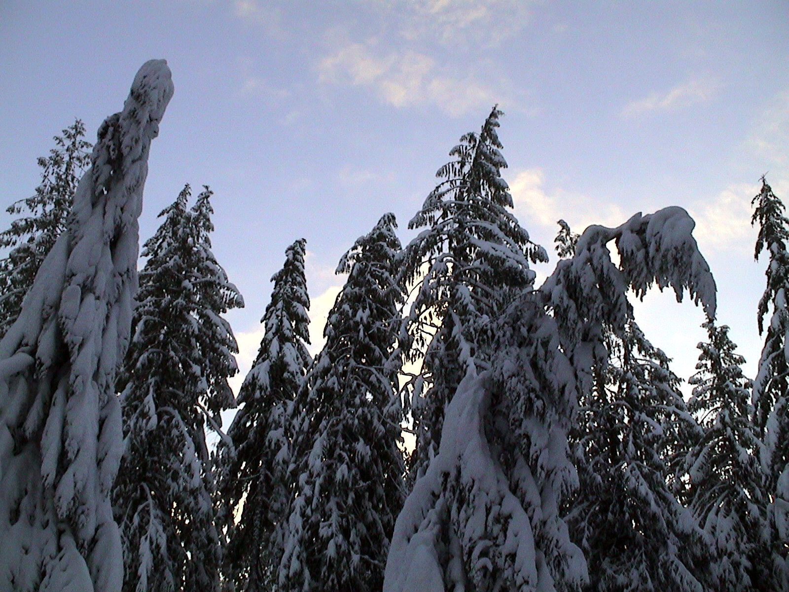 [winter+trees.jpg]