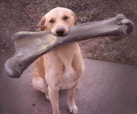 [dog+gets+bone.jpg]