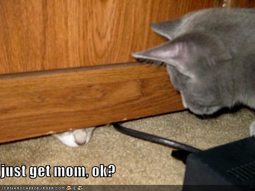 [get+mom+cat.jpg]