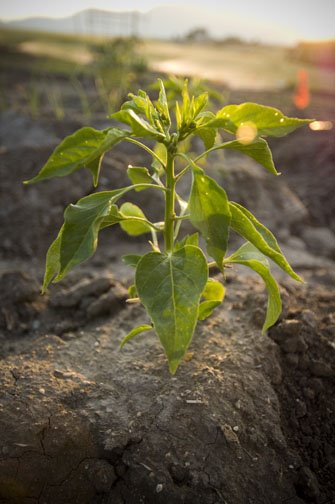 [001-pepperplant.jpg]