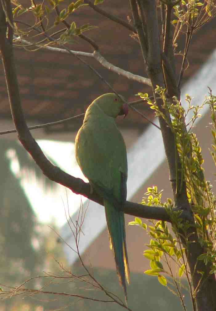 [green+parrot+in+morning+light.jpg]