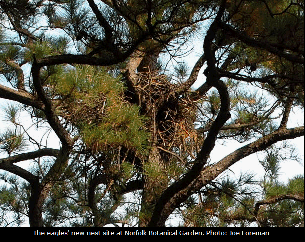 [nice+of+nest+in+tree5+norfolk+new+nest.png]