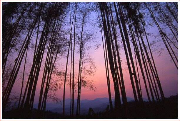 [bamboo+trees.jpg]