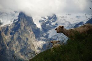 [848525_lamb_in_the_french_alps.jpg]