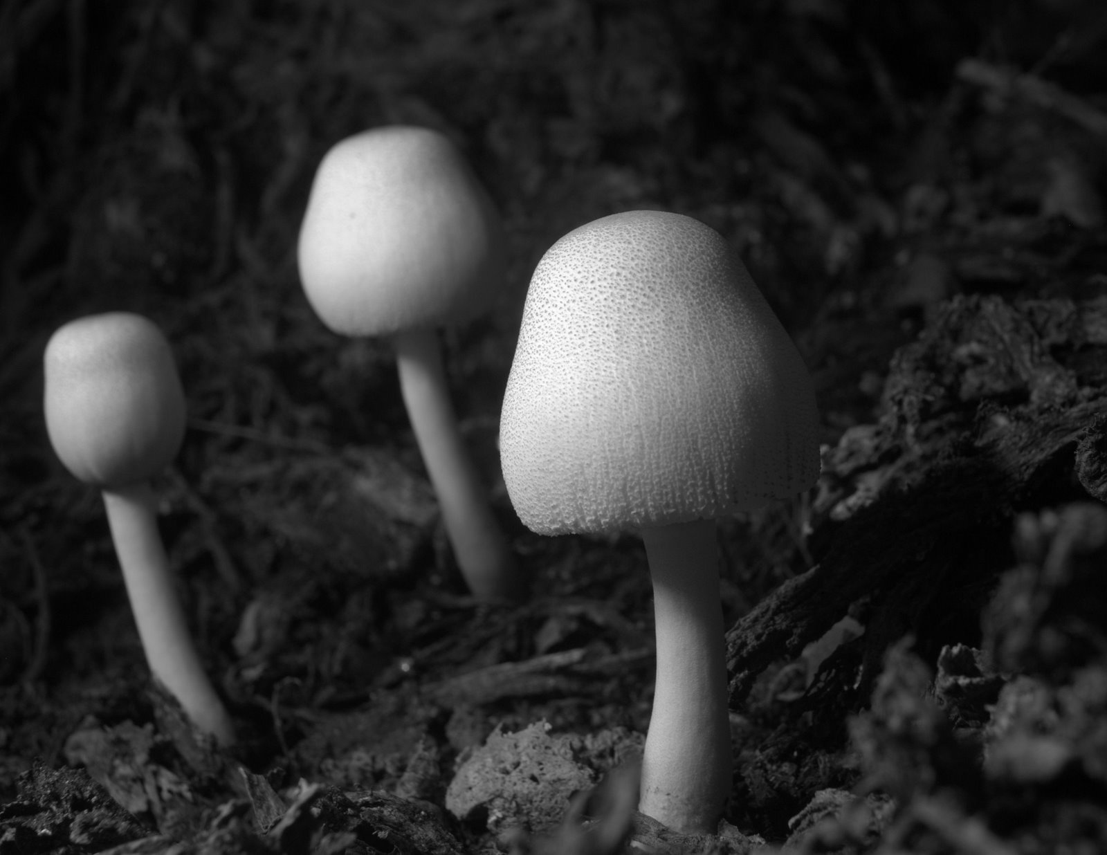 [mushrooms+4.jpg]