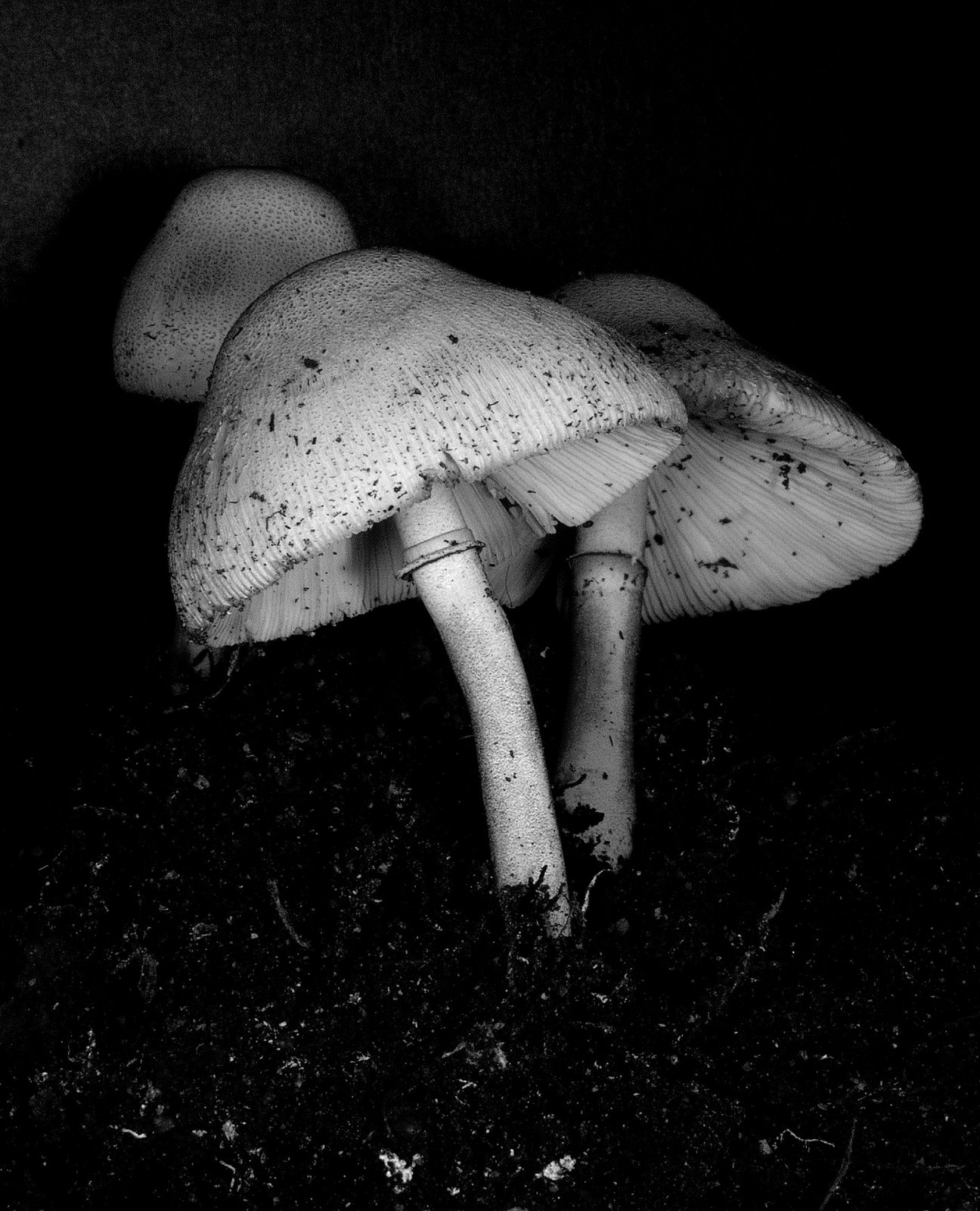[mushrooms+6.jpg]