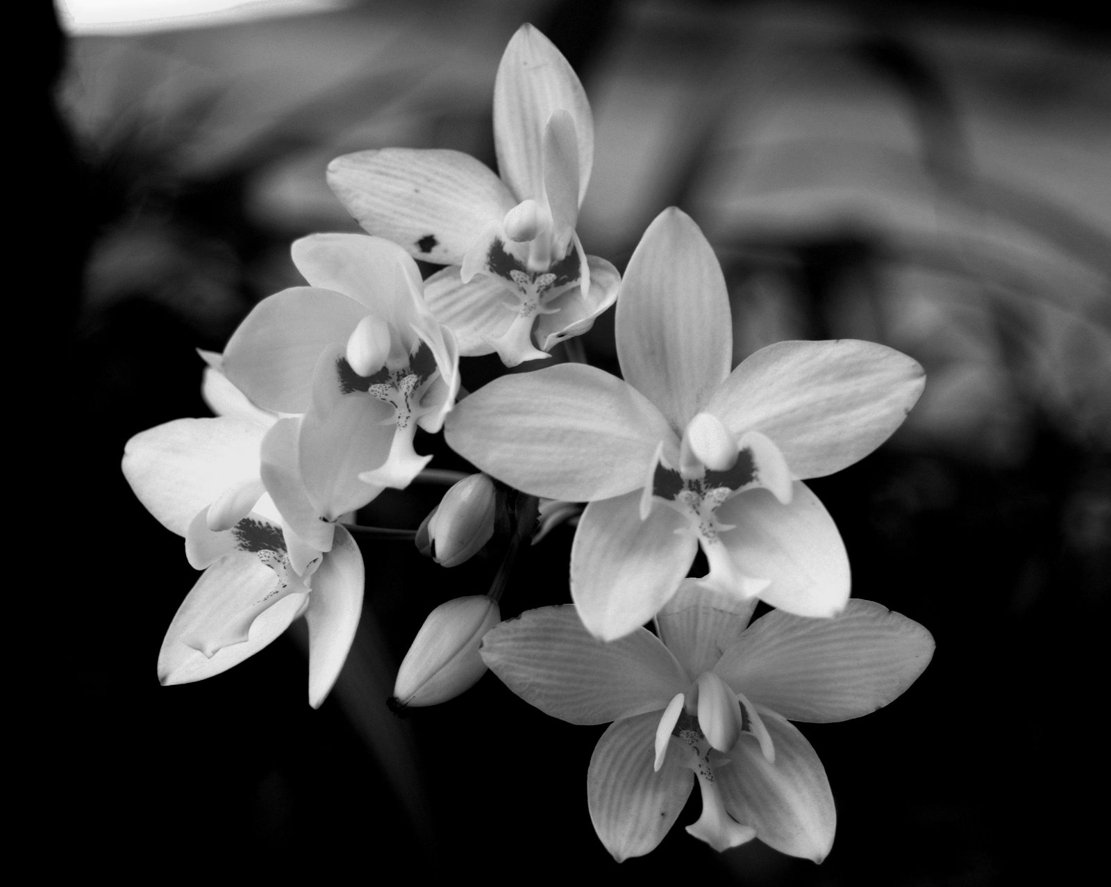 [orchid+1.jpg]