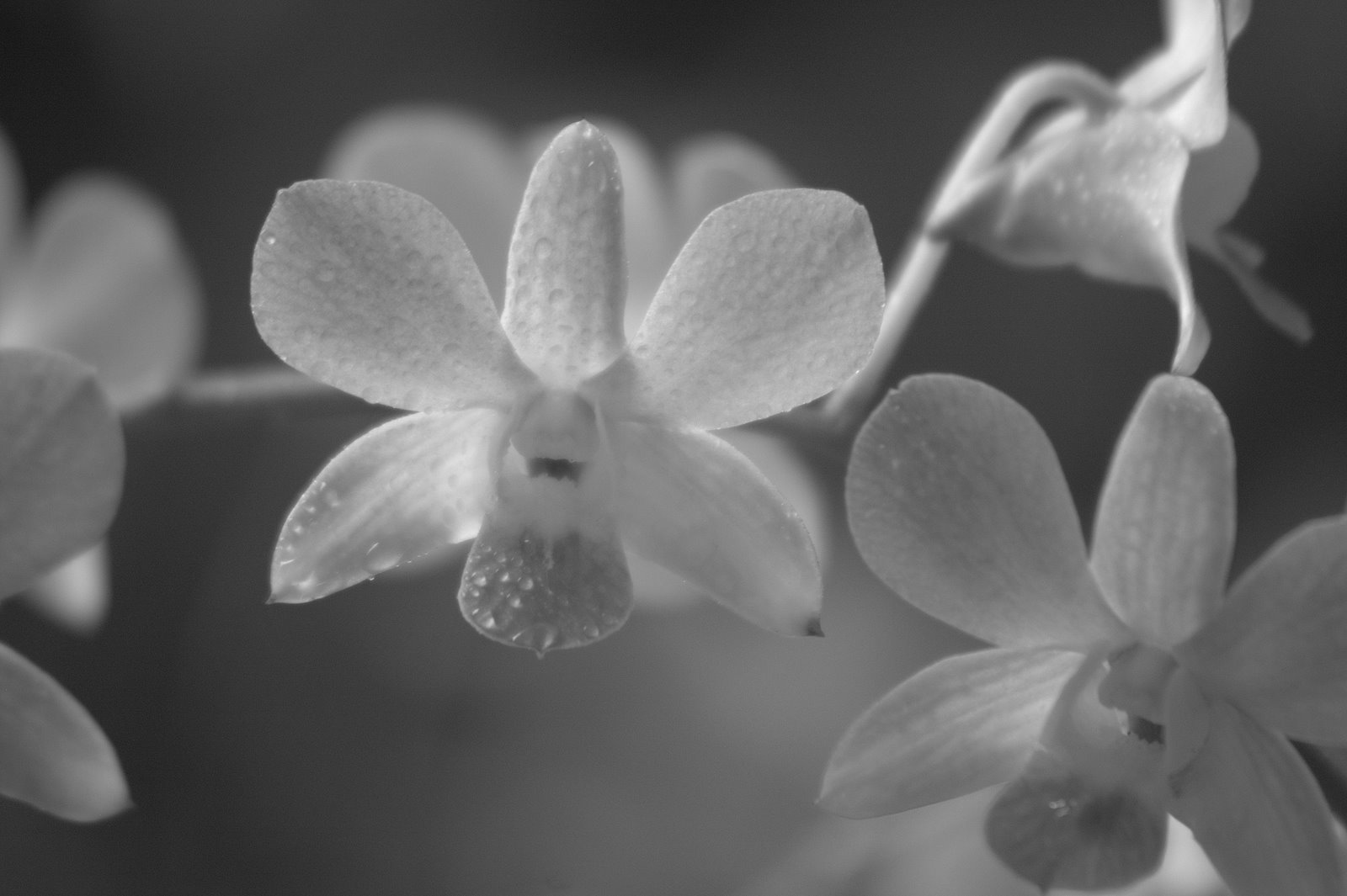 [orchid+2.jpg]