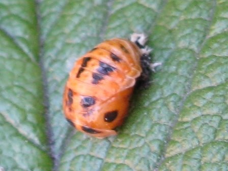 [ladybug+pupa+2.JPG]