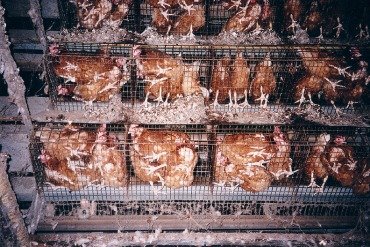 [battery-cages4.jpg]