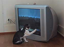 [CatWatchingTV.jpg]
