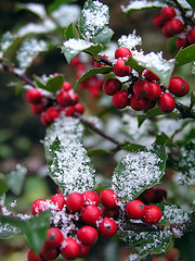 [Holly+Berries+and+Snow.jpg]