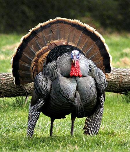 [thanksgiving turkey.jpg]