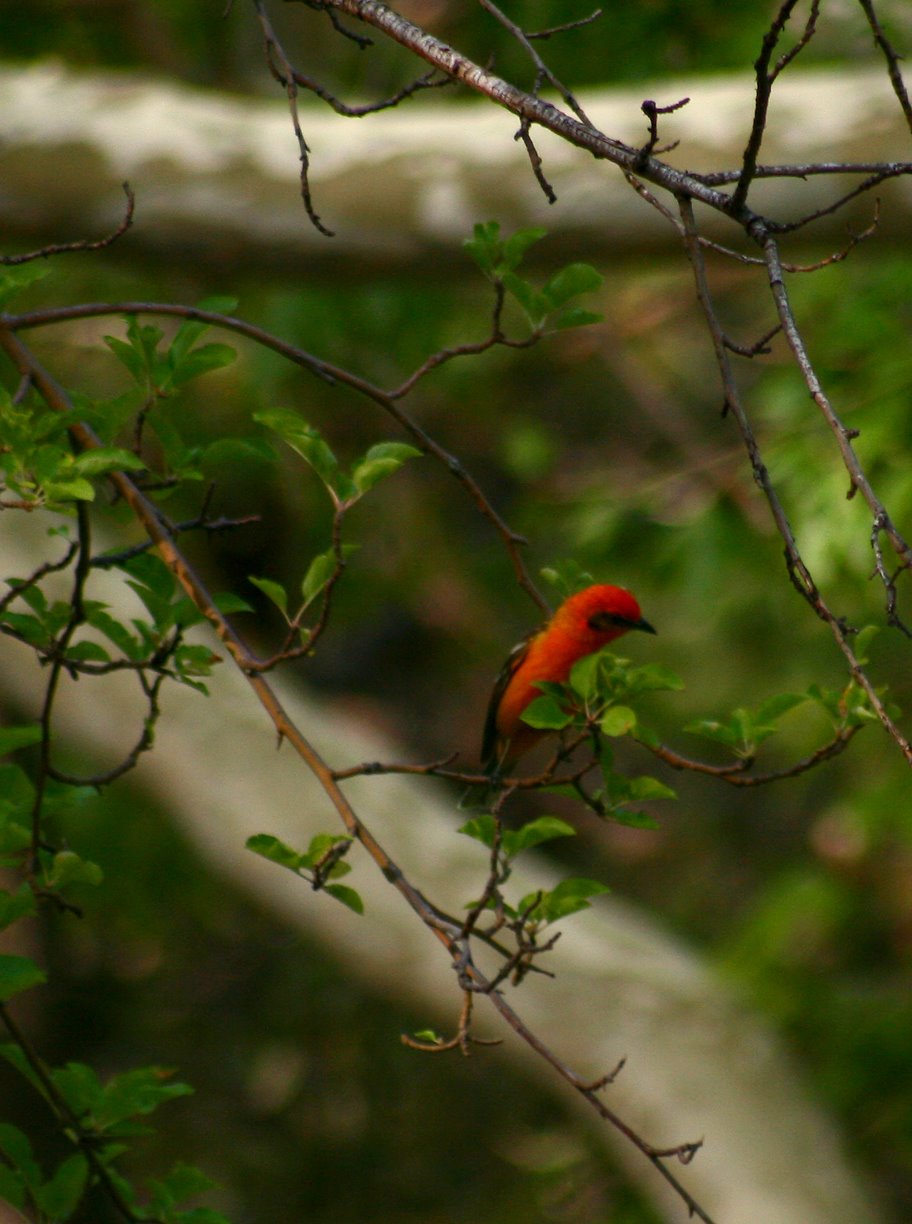 [Flame-colored+Tanager+02.jpg]