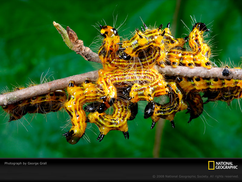 [yellow-caterpillars-grall-1020811-sw.jpg]