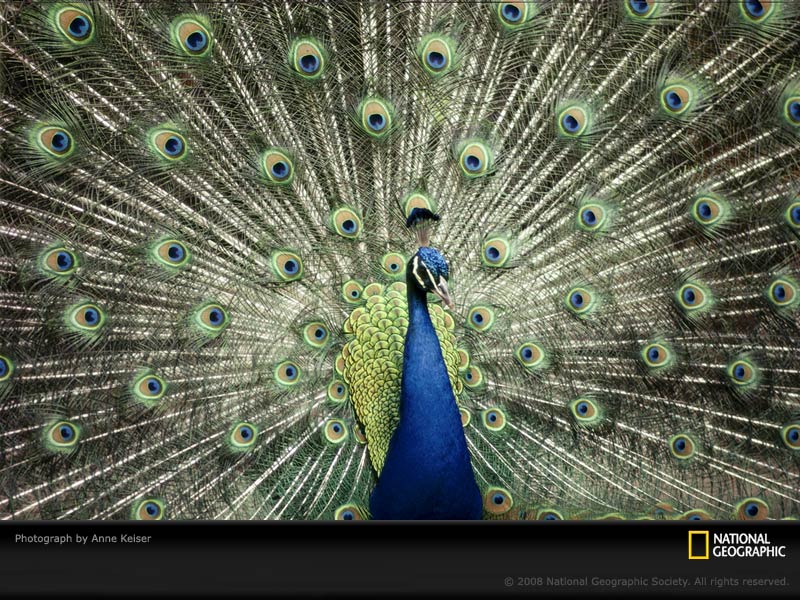 [blue-peacock-keiser-292247-sw.jpg]