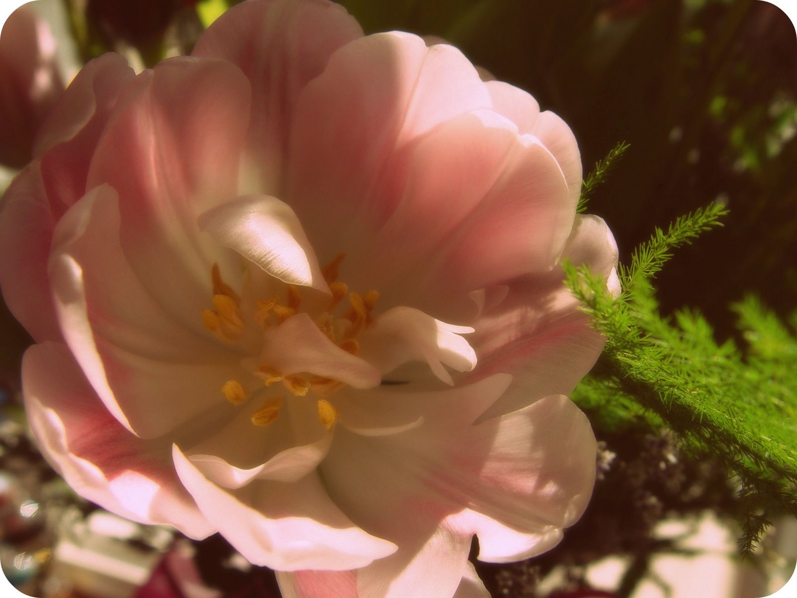 [pinkflower_60s.jpg]