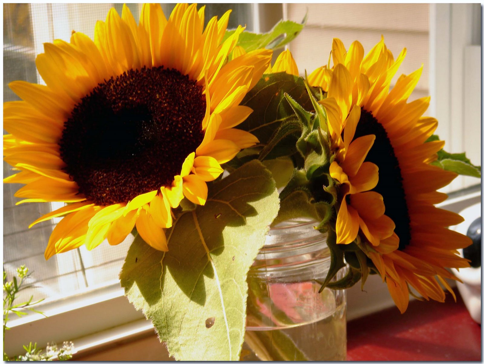 [8_7_sunflowers.jpg]