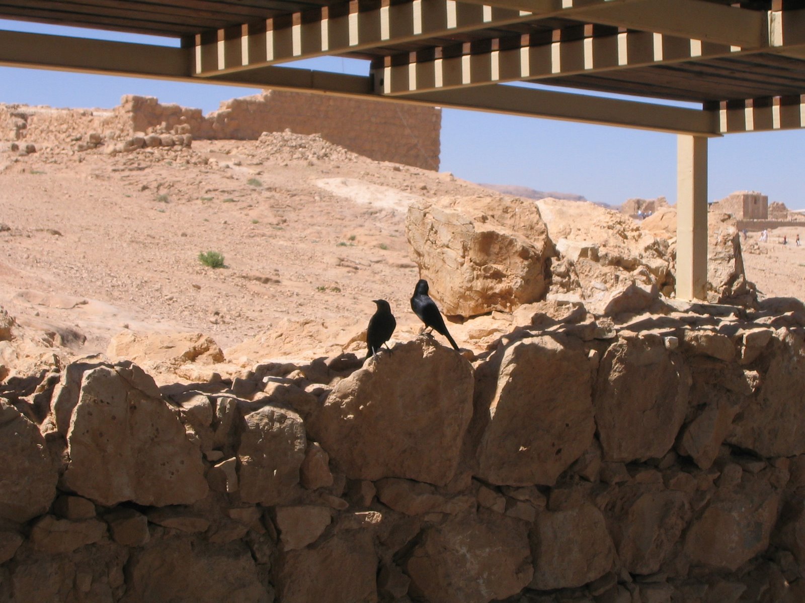 [Crows+at+Masada.JPG]