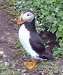 aww, ickle puffin