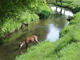 deer in the Beverley Brook in Richmond Park