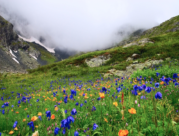 [flowers-and-mountains.jpg]