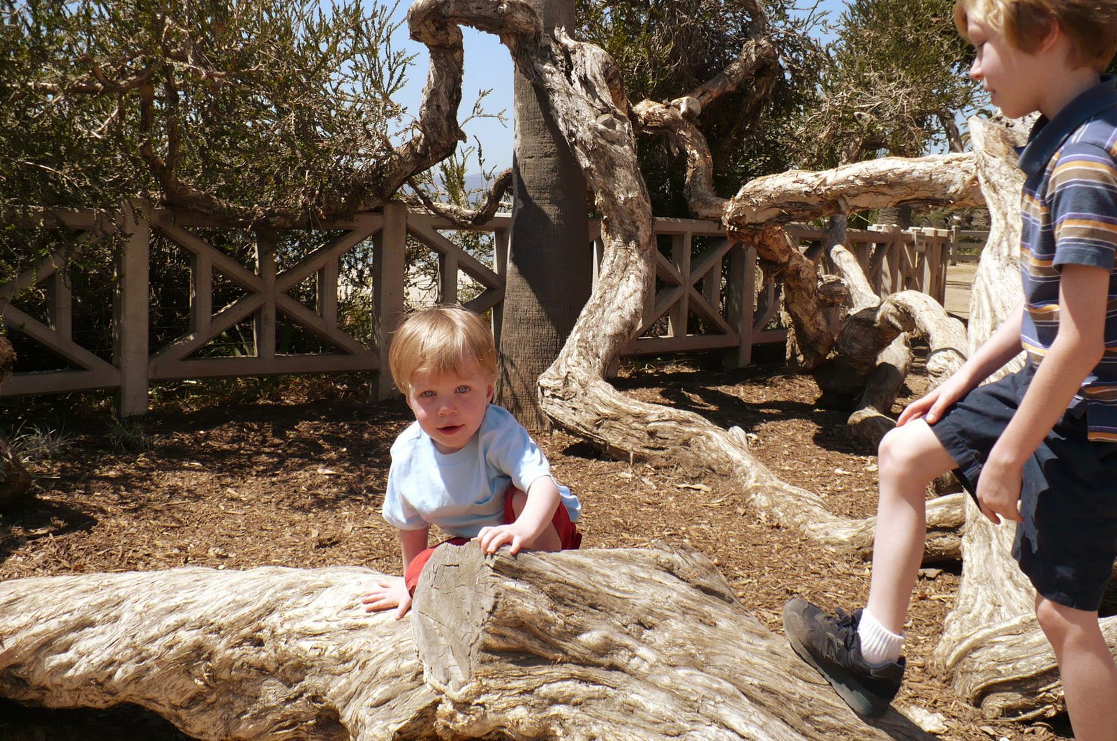 [Evan+and+Caeden+climbing+tree.JPG]
