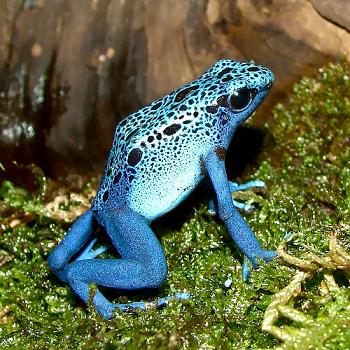[Blue+Frog.JPG]