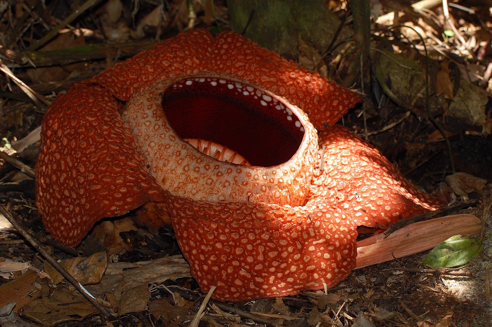 [Rafflesia.JPG]