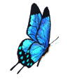 [th_Butterfly.gif]
