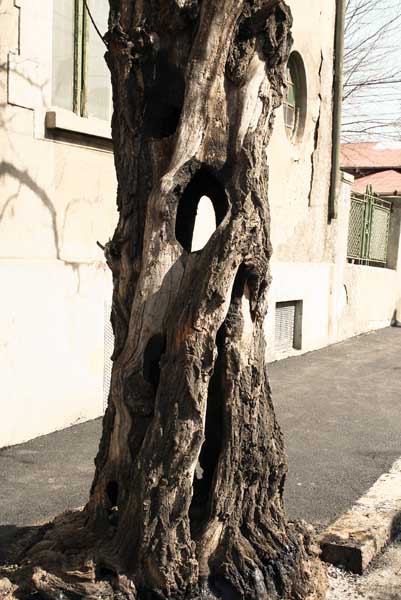 [13.copacul+de+pe+str.Costescu+Gheorghe+.jpg]