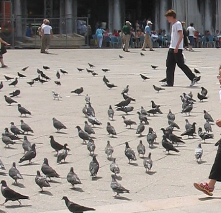 [pigeons1.jpg]