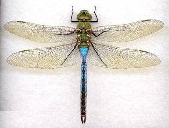 [dragonfly2.bmp]