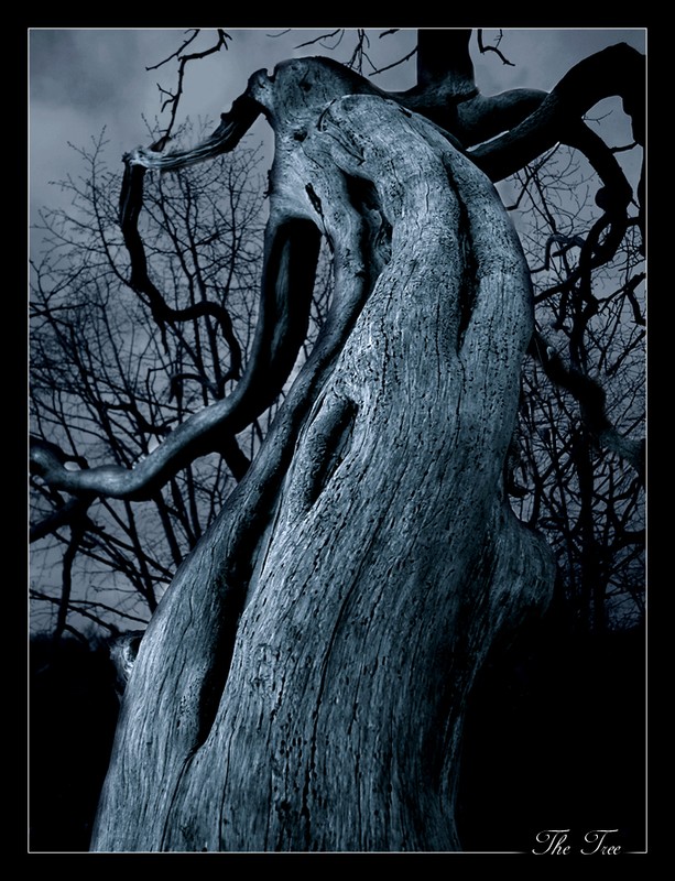 [The_Dark_Tree_by_x_horizon1.jpg]