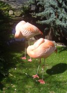 [april+flamingos.jpg]