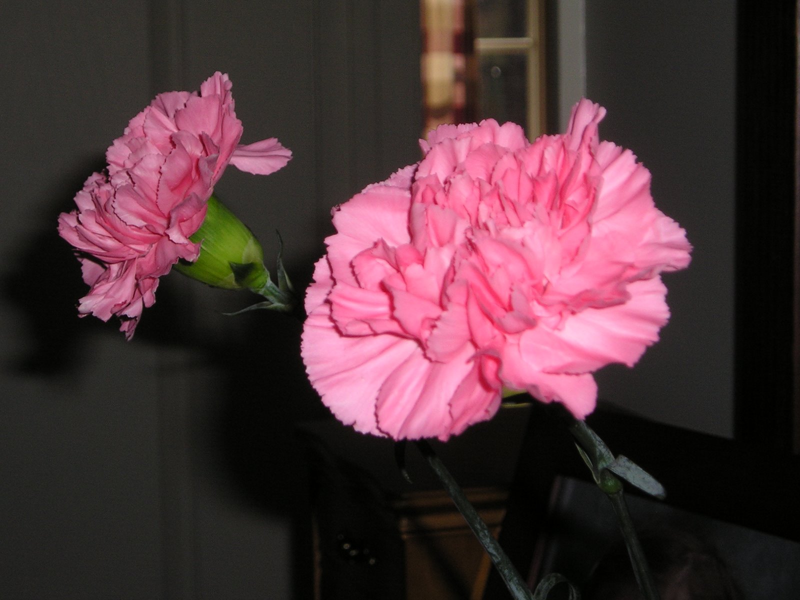 [Pink+carnations.JPG]