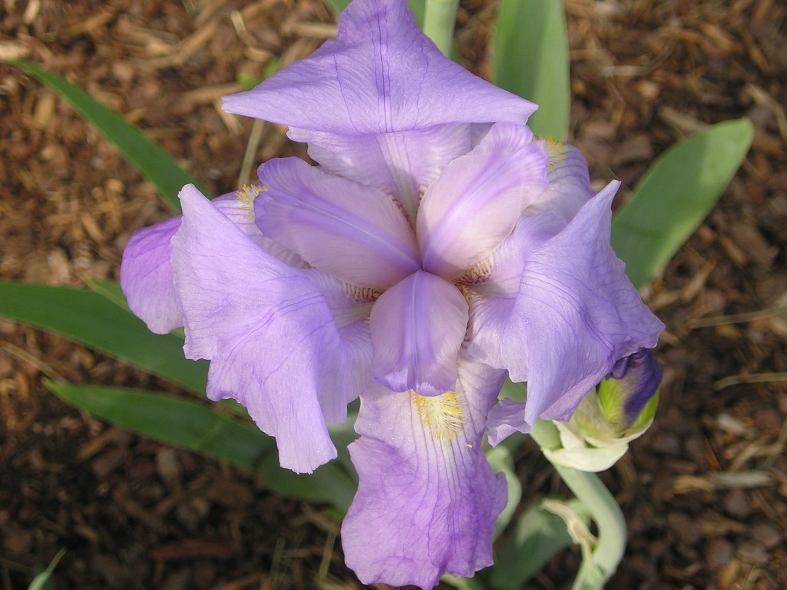 [Purple+Iris.JPG]