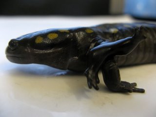 [mutant+salamander.jpg]
