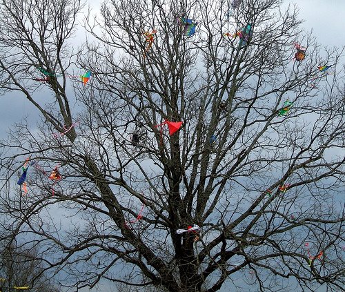 [kite+tree.jpg]