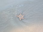 [star+fish.jpg]