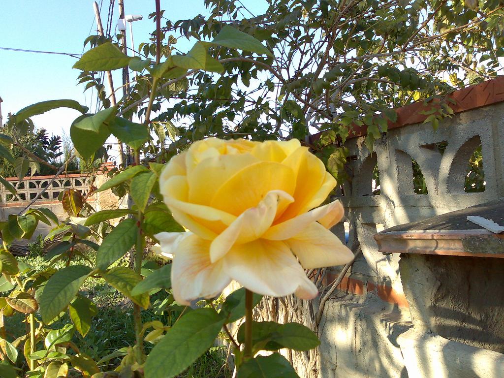 [rosa+amarilla.JPG]