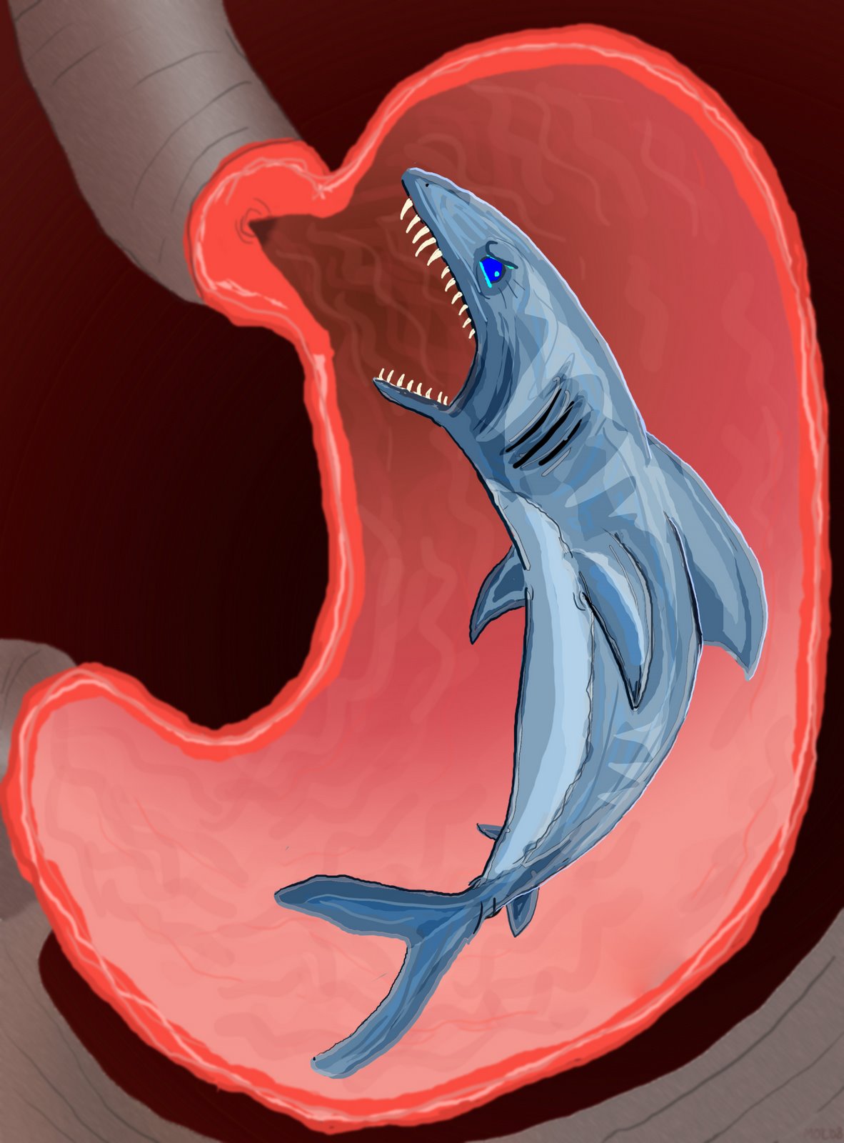 [shark+stomach.jpg]
