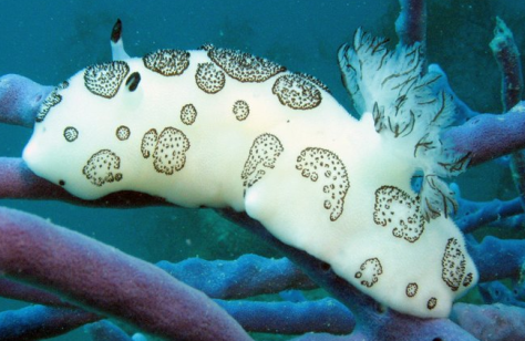 [nudibranch+of+the+week.png]