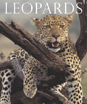 [leopards.jpg]