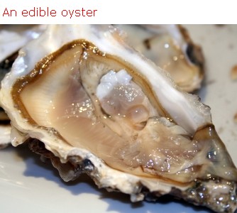 [edible+oyster.jpg]