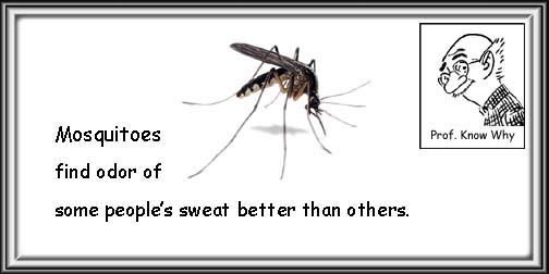 [Mosquitoes.jpg]