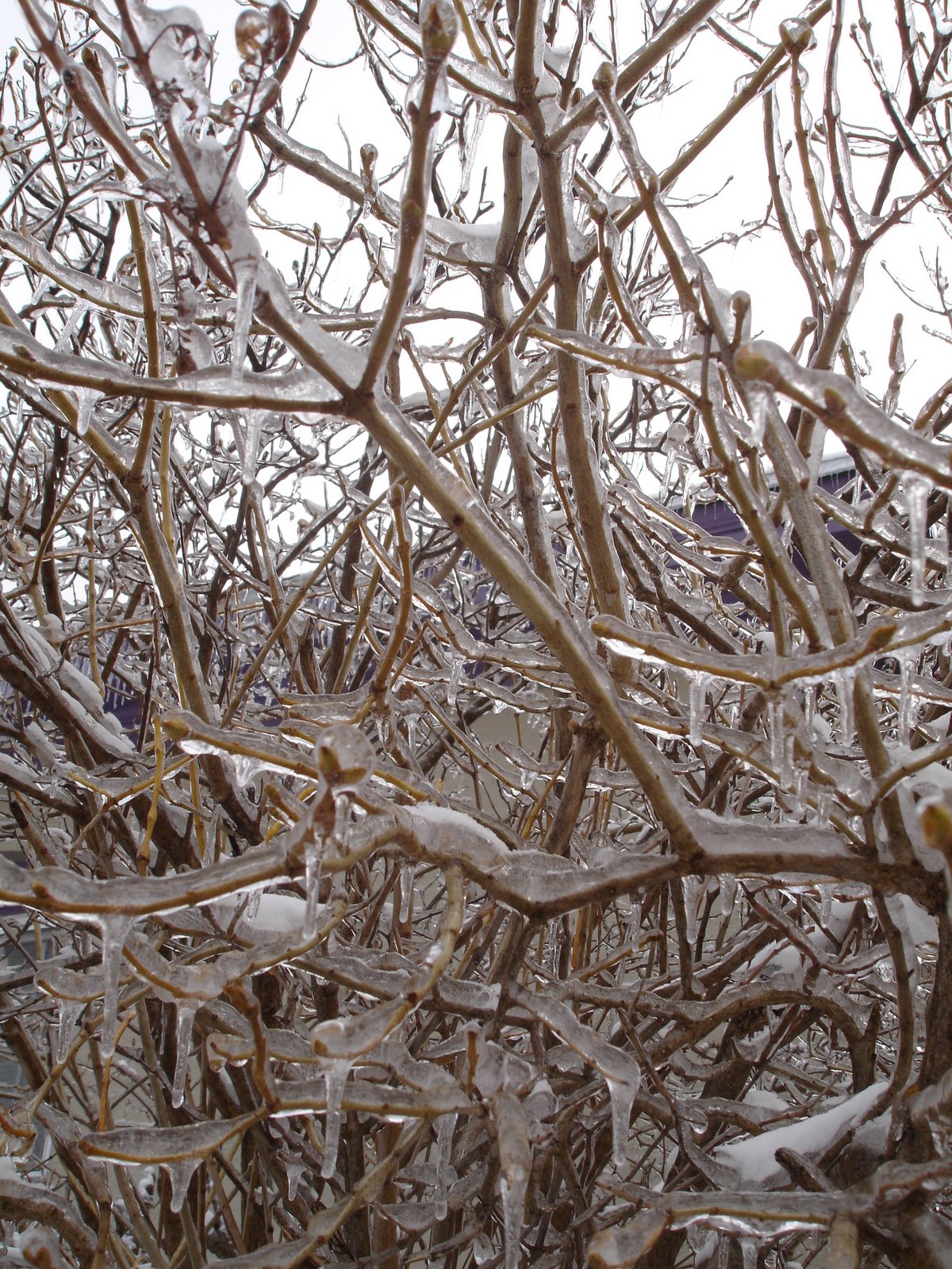 [icy+branches.JPG]